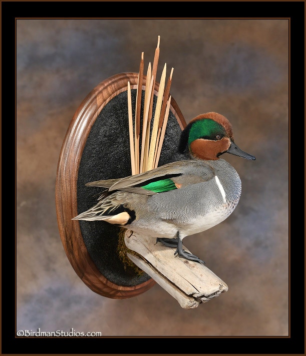 Green-winged Teal Standing Wall Mount