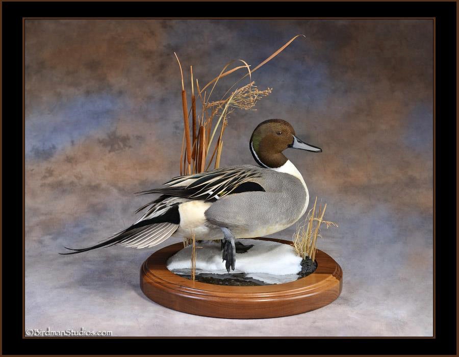 Pintail Standing on Ice and Snow Base Mount