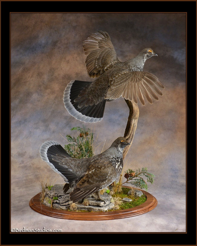 Blue Grouse Taxidermy Mount
