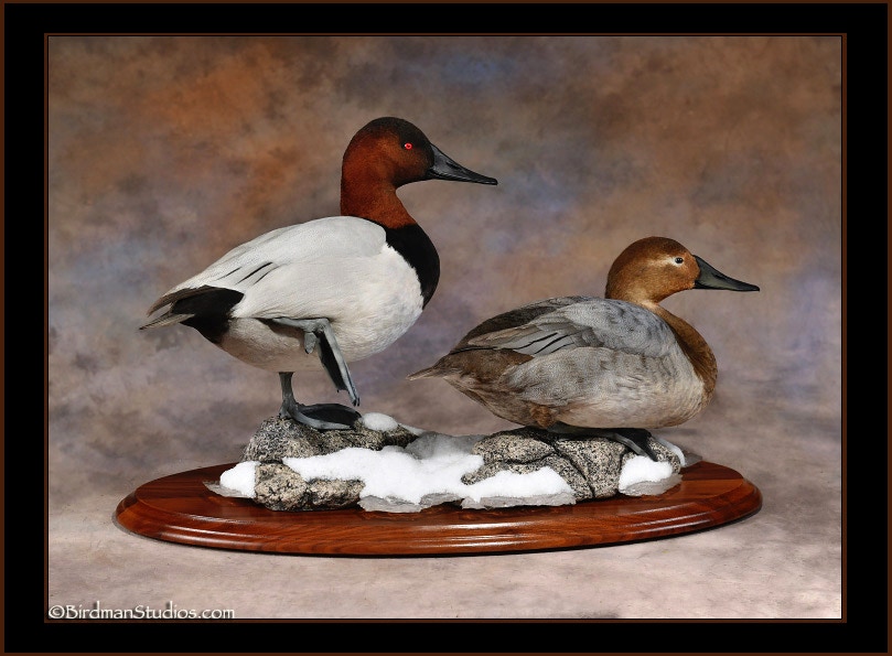 Canvasback Pair Standing Mount