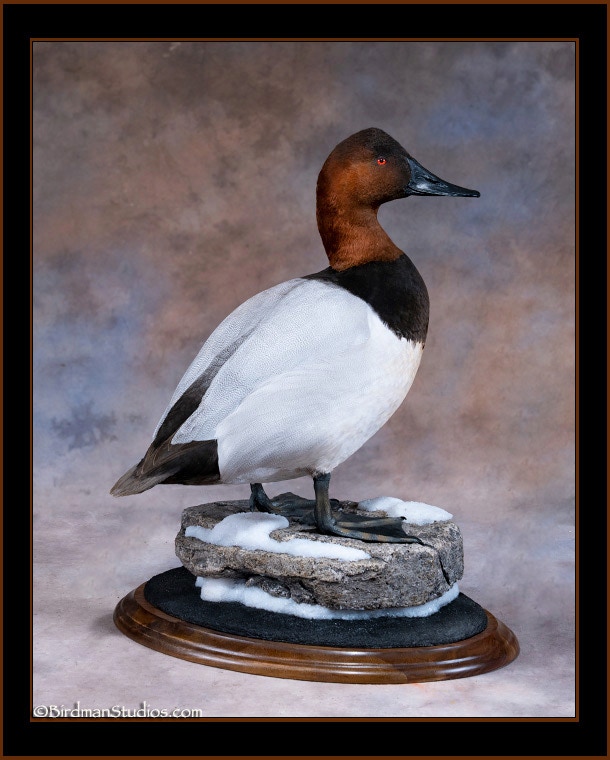 Canvasback Standing Rock Base