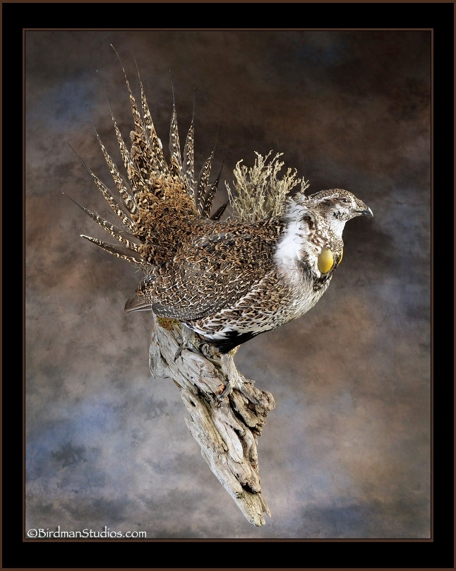 Sage Grouse Tail Fanned Wall Mount