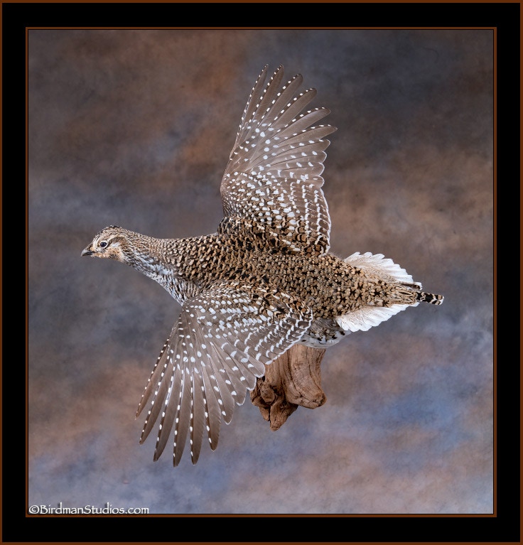 Sharp-tailed Grouse Flying Mount
