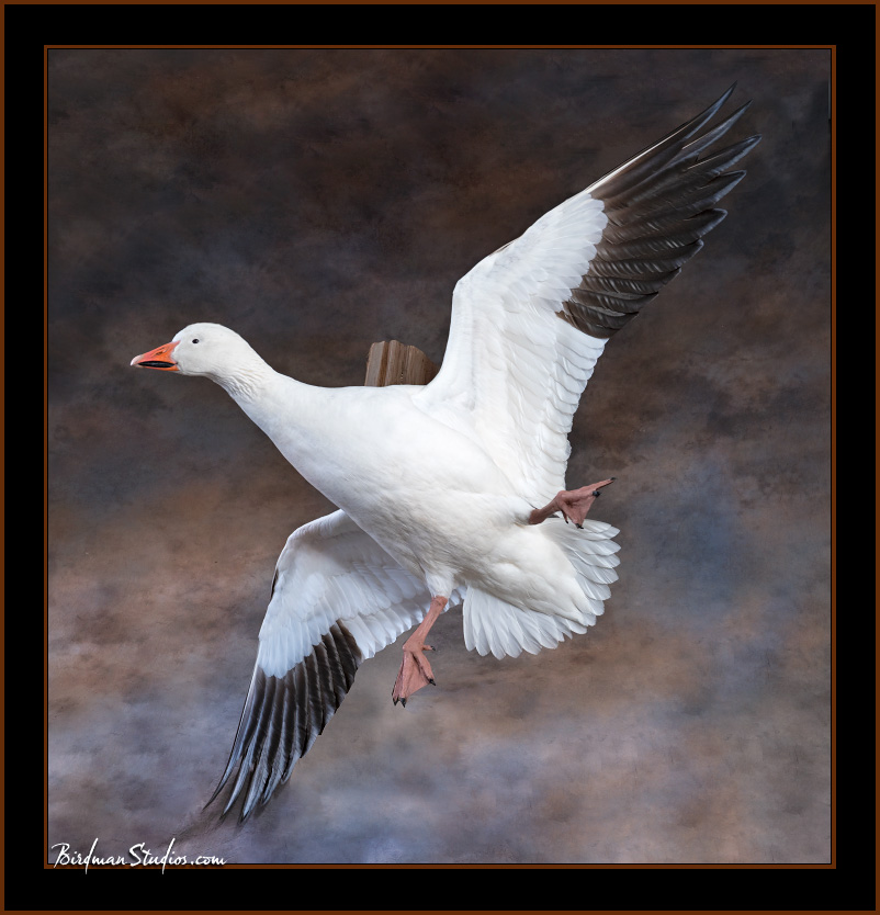 Snow Goose Flying Belly Out Mount