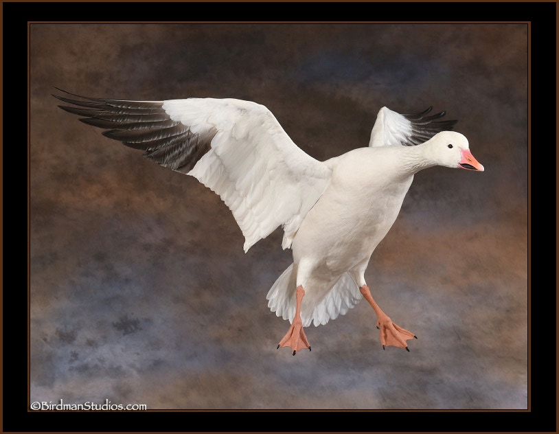 Snow Goose Landing Wings Back Mount