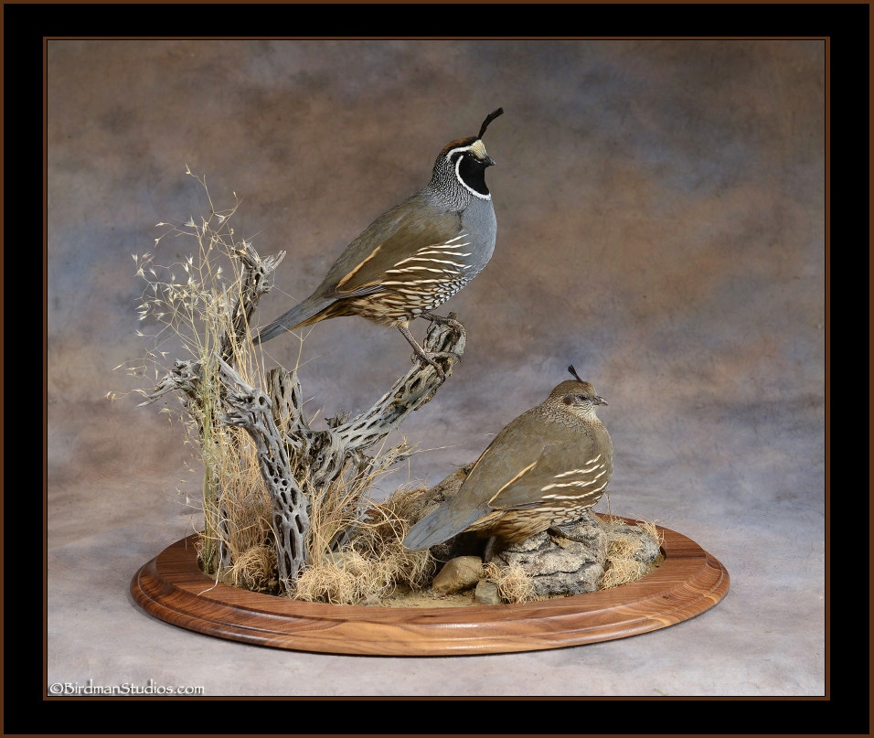 Valley Quail Table Mount